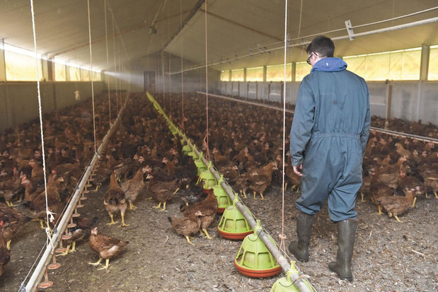 Élevages de poulets en Flandre: grandir ou mourir