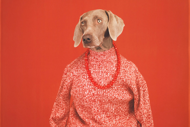 Iconische hondenfotograaf William Wegman: 'Dieren hebben geen last van hun ego'