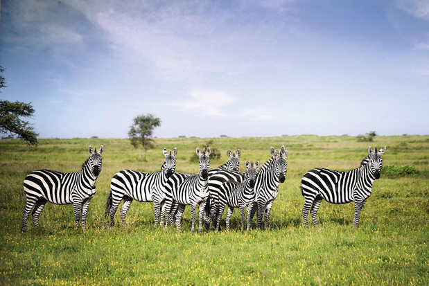 Wilde dieren spotten in Tanzania 