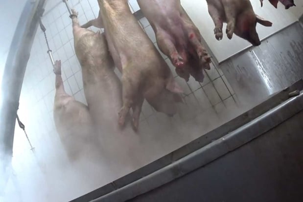 Torhouts slachthuis reageert op beelden van Animal Rights: 'Context ontbreekt'