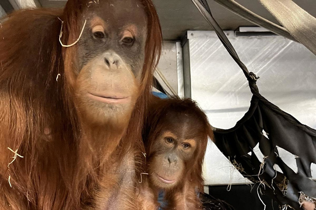 Deux orangs-outans femelles rejoignent Pairi Daiza depuis le zoo de Budapest