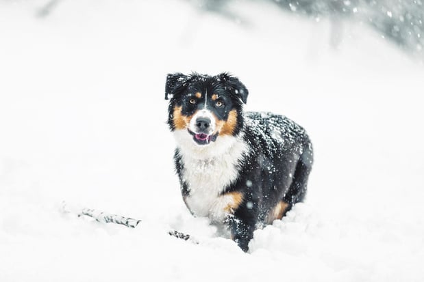 Zo verzorg je je hond in de winter 