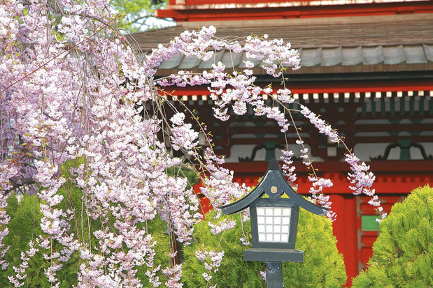 Quand le Japon fête les cerisiers en fleurs 