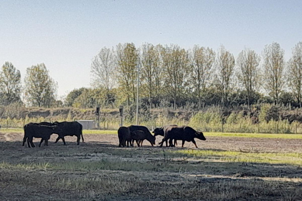 Waterbuffels grazen op Linkerscheldeoever