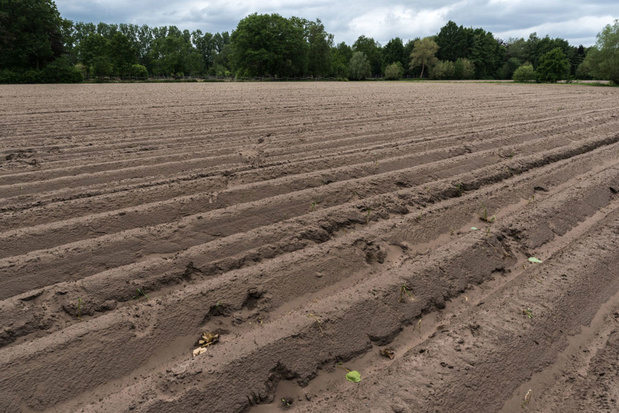 Landbouwgrond wordt duurder in Vlaanderen en goedkoper in Wallonië