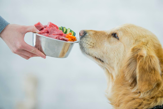 Koken voor je hond: wat je moet weten