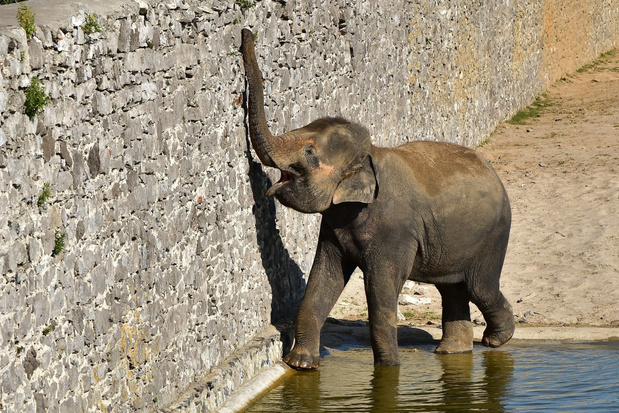 Grootste olifantenkudde van Europa in Pairi Daiza wordt nog groter