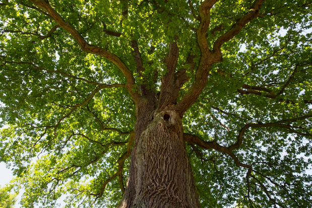 Eén oude boom heeft positievere effecten op gezondheid dan tien kleine jonge bomen