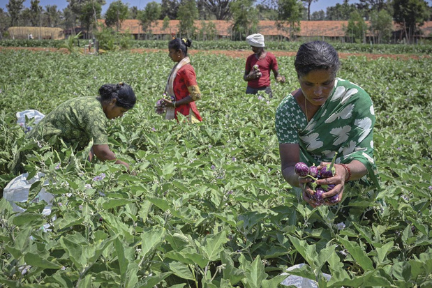 Pesticiden als suïcidewapen in Zuid-Azië