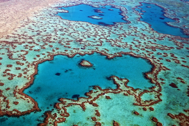 Enorm koraalrif ontdekt in Australië