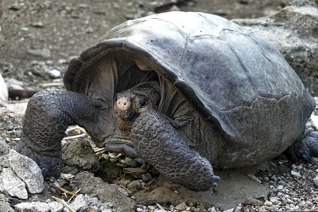 DNA-test bewijst dat reuzenschildpad op de Galapagoseilanden toch niet uitgestorven is