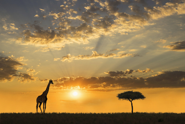Zeldzame witte giraffen vermoedelijk door stropers gedood in Kenia