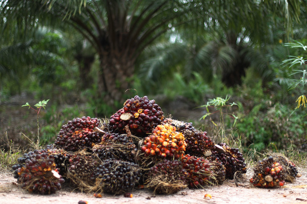 Vijf Afrikaanse gemeenschappen voeren actie tegen Belgisch palmolie- en rubberbedrijf SIAT