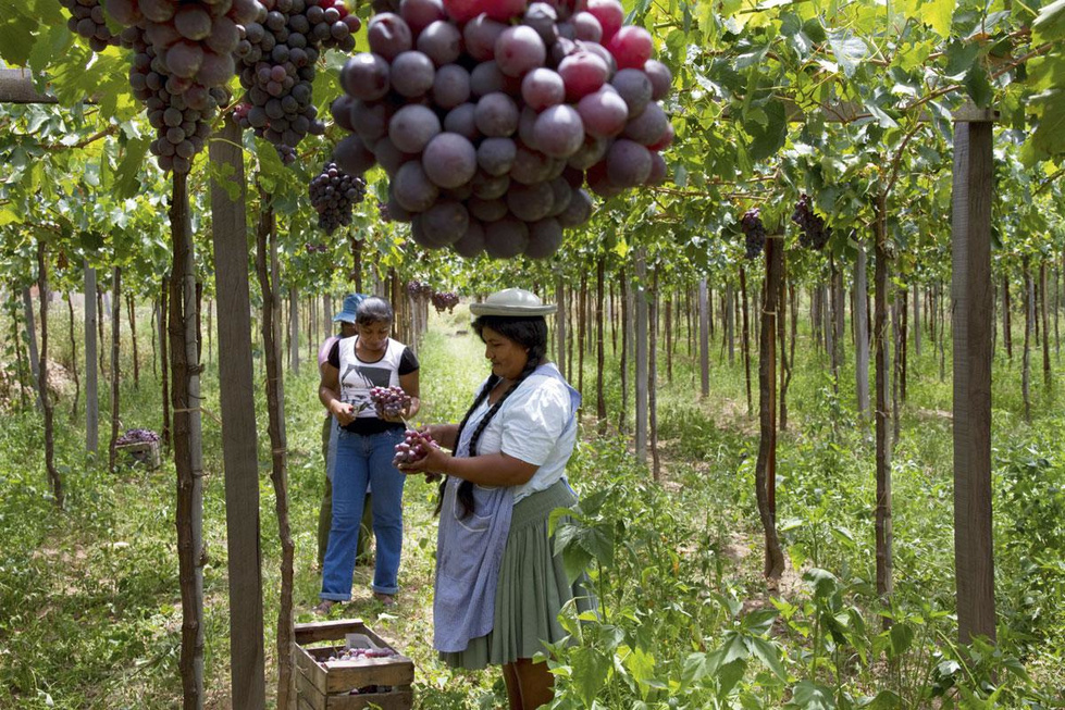 La Bolivie en bouteille: focus sur les plus hautes vignes du monde