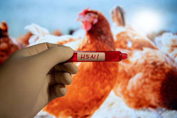 L'OMS extrêmement inquiète sur la transmission de la grippe aviaire H5N1 à l'homme