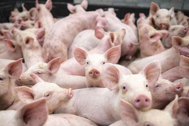 Voorspelt varkensepidemie de toekomst?