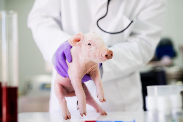 Décès du receveur de la première greffe de rein de porc génétiquement modifié