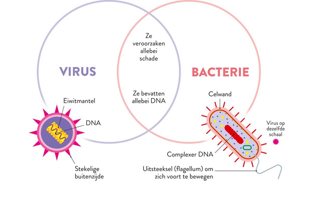 Virus versus bacterie