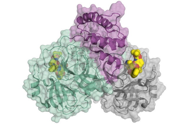 Covid-19 : découverte d'un nouvel inhibiteur de protéase plus puissant 