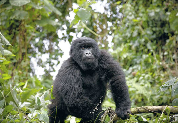 Hausse du nombre de gorilles au Rwanda : menace ou opportunité ?