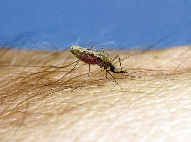 Vrees voor malariavariant die resistent is tegen medicijnen groeit in Afrika