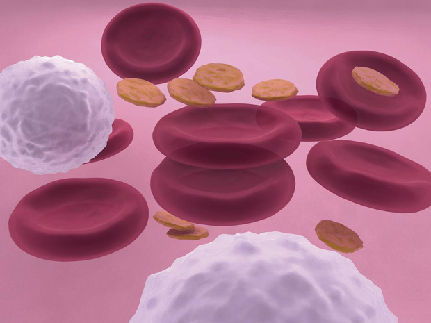 Transfusion de globules rouges cultivés in vitro: une première étude 