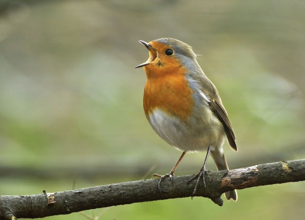 Recensement des oiseaux : progression remarquable de plusieurs espèces en Belgique
