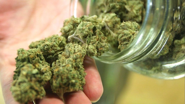 Frankrijk zet experiment met medicinale cannabis voort