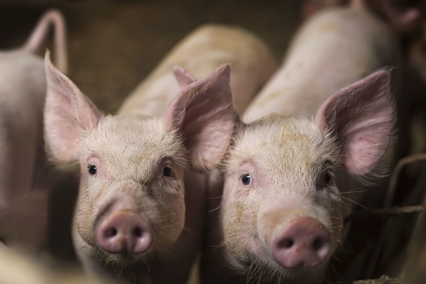 Tienduizenden varkens in het Verenigd Koninkrijk afgemaakt wegens... tekort aan slagers