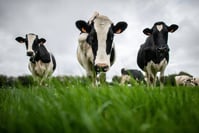 Bill Gates investit dans une start-up pour réduire les émissions de méthane des bovins