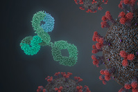 Covid-19: une étude suggère que certains anticorps protègent contre une réinfection