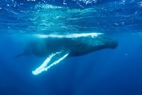 Les routes migratoires, un parcours du combattant pour les baleines de plus en plus menacées