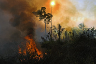 Brésil: l'Amazonie et le Pantanal toujours ravagés par les incendies