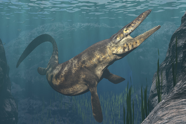 Découverte d'un fossile de 66 millions d'années en Antarctique, pondu par un énorme reptile marin