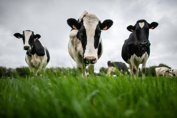 Bill Gates investit dans une start-up pour réduire les émissions de méthane des bovins