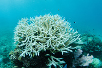 La Grande Barrière de corail, bientôt classée comme 