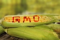 Nos champs et nos assiettes bientôt contaminés par les nouveaux OGM ? (carte blanche)