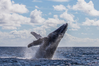 Baleine à bosse : pourquoi la voit-on de plus en plus souvent en mer du Nord ?