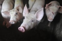 Chine: une réserve de cochons pour contrer l'inflation