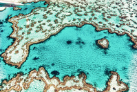 La Grande Barrière de corail victime d'un 