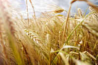 Alors que les prix alimentaires mondiaux amorcent une timide baisse, le blé est toujours en hausse