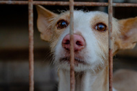 Maltraitance animale: plus d'une centaine d'animaux saisis près de Gand