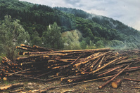 Les entreprises impliquées dans la déforestation empêchent l'UE de légiférer (Greenpeace)