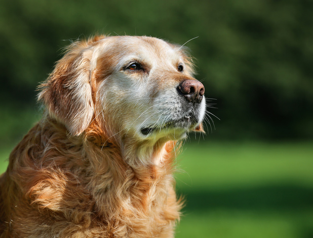 Ook honden kunnen aan artrose lijden