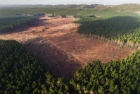 Plus de 100 ONG font campagne contre la déforestation liée à la consommation dans l'UE