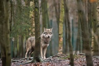 Un nouveau loup durablement installé en région germanophone