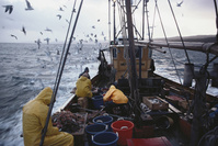 Le chiffre d'affaires de la pêche maritime belge a reculé à cause de la crise