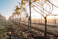 En raison de la météo européenne, la production mondiale de vin devrait être 