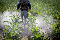 Agriculture: sept solutions pour freiner l'utilisation des pesticides