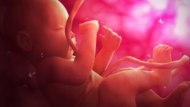 En fin de grossesse, le placenta protège le foetus contre le coronavirus